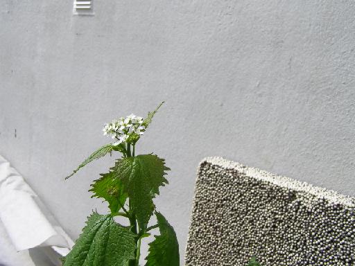 6 P5210268 